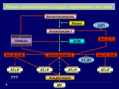 АПФ и его роль в организме