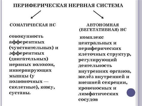 Автономная нервная система: базовые принципы деятельности