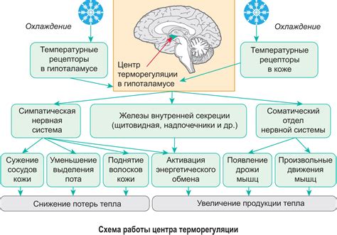 Адаптации организма к отсутствию позвоночника