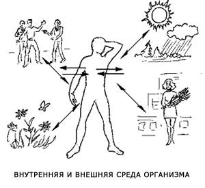 Адаптация к окружающей среде: механизмы выживания