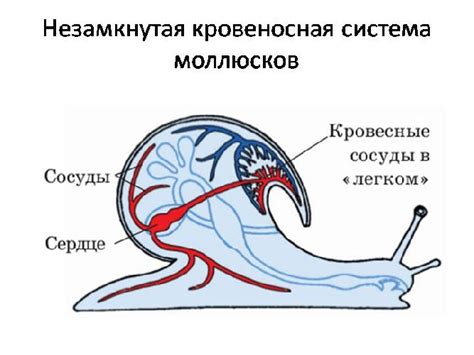 Адаптация моллюсков к отсутствию замкнутой кровеносной системы