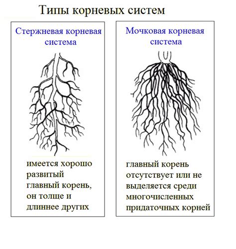 Адаптация растений к полости стеблей