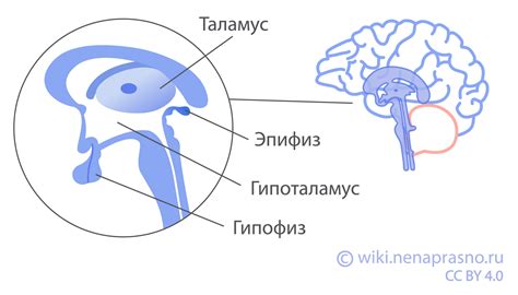 Аденогипофиз зависимые опухоли