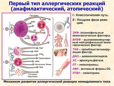 Активация аллергической реакции