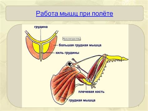 Активация мышц при полёте