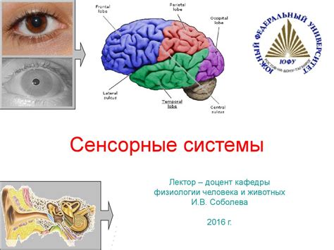 Активное развитие сенсорной системы