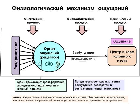 Активный фолликул: понятие и характеристики