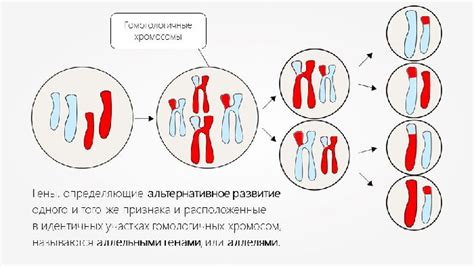 Аллельная пара генов: сущность и значение в генетике