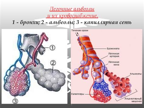 Альвеолы и их роль