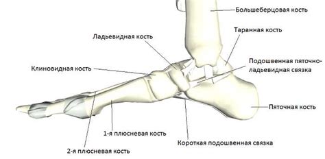 Альтернативные методы лечения таранной кости