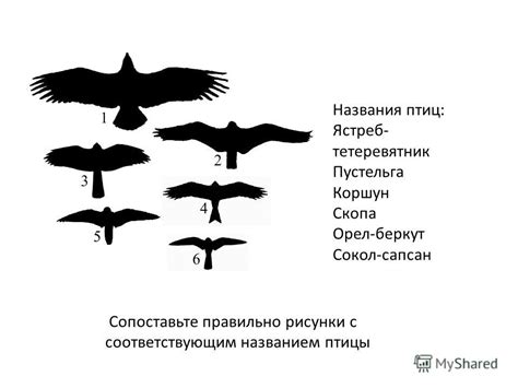 Анализ символики птиц в сновидении о полете без крыльев