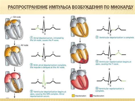 Анализ электрокардиограммы при нормальной нагрузке