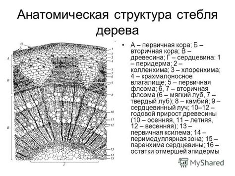 Анатомическая структура зева