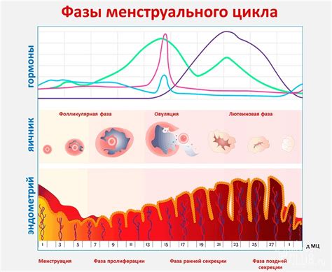 Анатомические изменения в течение фазы