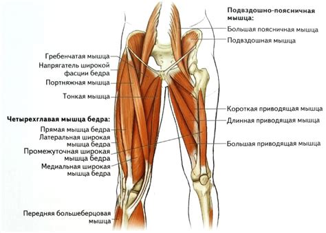 Анатомические особенности, приводящие к отстегиванию ноги