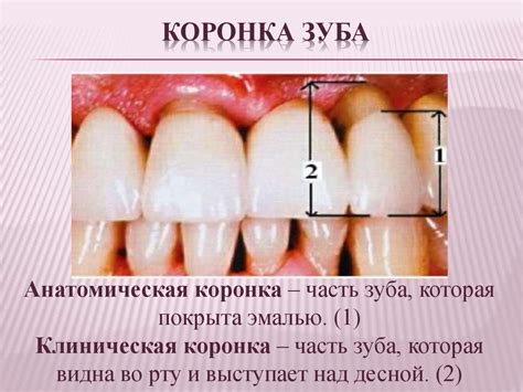 Анатомические особенности губ и их уязвимость