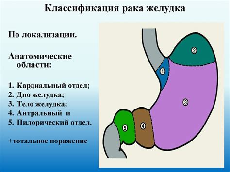 Анатомические особенности кардиального отдела желудка