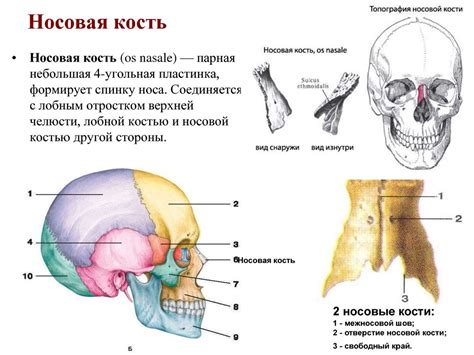 Анатомические особенности носовой полости