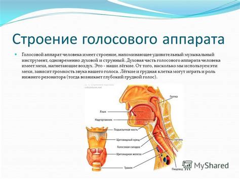 Анатомические особенности резонатора голоса