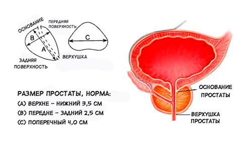 Анатомический и физиологический обзор предстательной железы