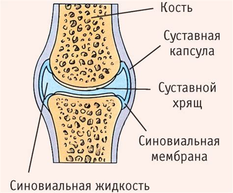 Анатомическое строение костей и суставов