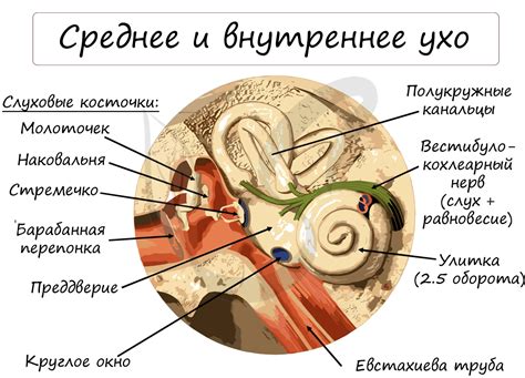 Анатомическое строение слуховой трубы