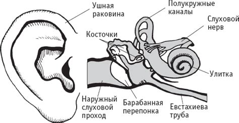 Анатомическое строение ушей