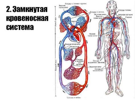 Анатомическое устройство замкнутой кровеносной системы