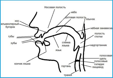 Анатомическое устройство фолликулярного аппарата