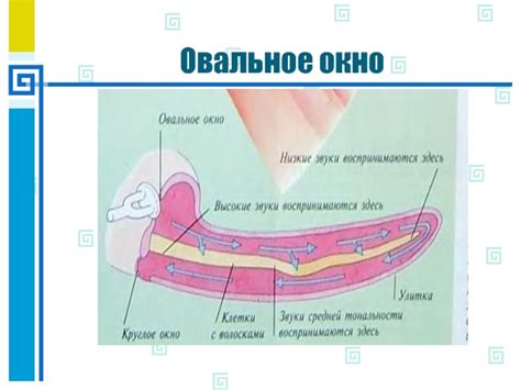 Анатомия: как строится овальное окно?