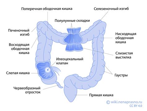 Анатомия дистального отдела кишечника