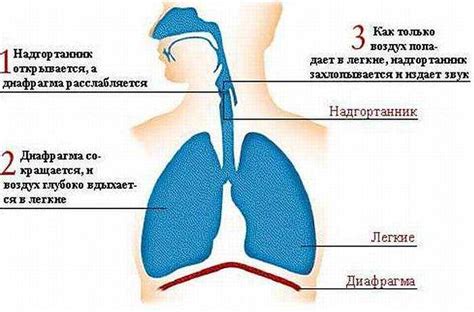 Анатомия икоты