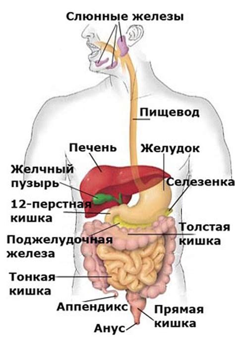 Анатомия и структура полости