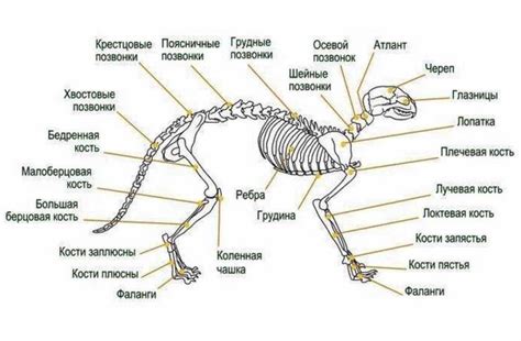 Анатомия и структура хвоста у кошек