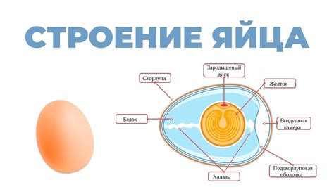 Анатомия и структура яйца