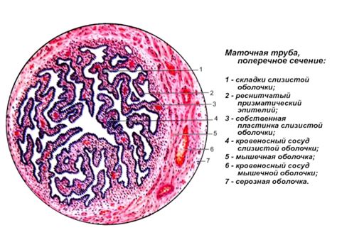 Анатомия и функции маточных труб