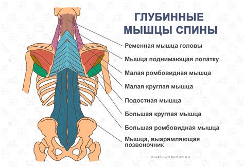 Анатомия и функции мышц кора