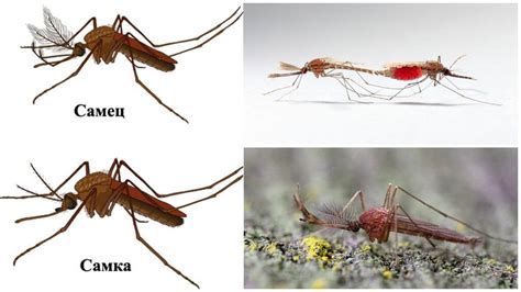 Анатомия комара: как они попадают к нам на кожу