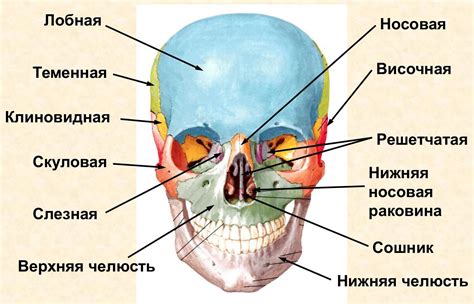 Анатомия макушки