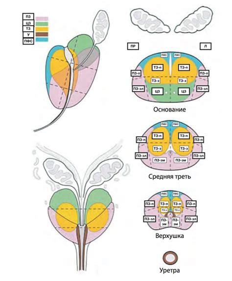 Анатомия предстательной железы