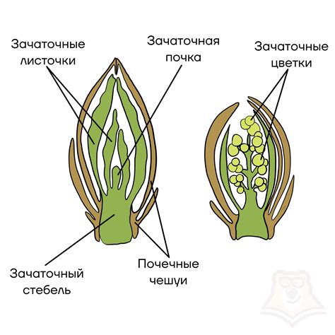 Анатомия точки роста у растений