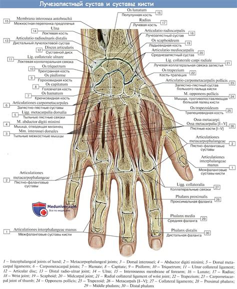 Анатомия тыльной стороны руки: