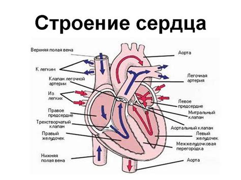 Анатомия цервикса и его составляющие