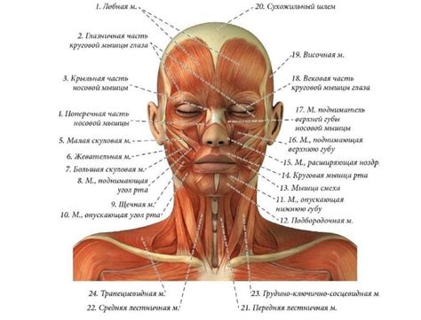 Анатомия шеи и влияние вздутия