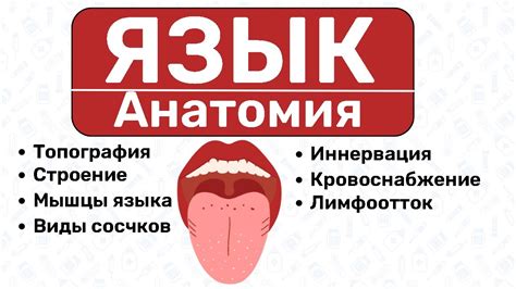 Анатомия языка и его чувствительность