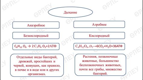 Анаэробное дыхание у червей: