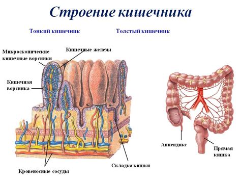 Аномальные сокращения кишечника