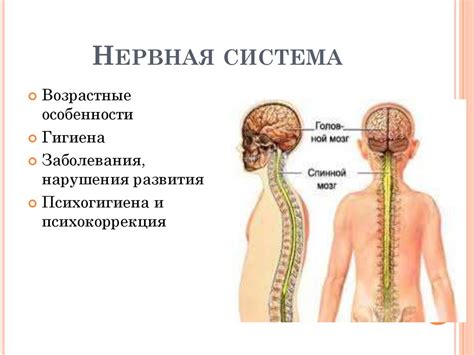 Апельсины и нервная система