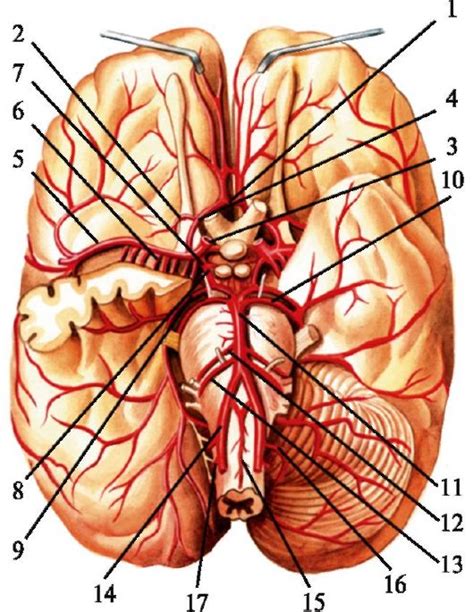 Артерии основания мозга: роль кровотока