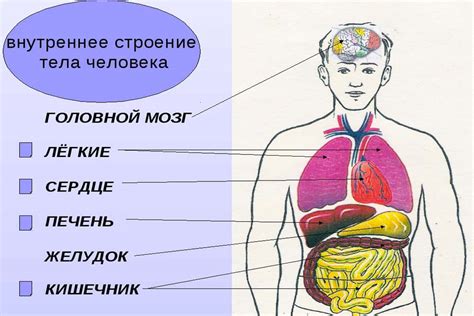 Асимметрия внутри организма человека